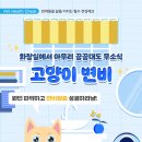 다솜고양이메디컬센터 이미지