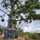 애견민박 멍집 | 태안 파도리 애견동반여행 숙소 추천 - 애견민박 멍집 (딴채후기)