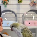 리프패럿 | 삼정 타워 앵무새 카페 리프패럿 후기