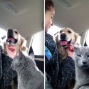 강아지와고양이 이미지