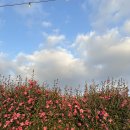 곰집 | 제주 서귀포 제주곰집 흑돼지오겹살, 목살 후기