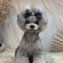 인천강아지분양 판도라독 가정분양 이미지