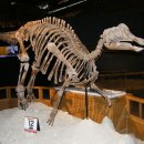 사할린 | 초식공룡종류 조각류종류 사할린에 살았던 초식공룡 니폰노사우루스