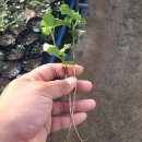 서수농장 이미지