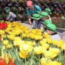 꽃이될개 이미지