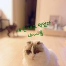 김선장참치 이미지