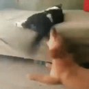 댕댕이냥냥 Daum카페