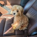 화이트 퍼피 강아지 송파점 이미지