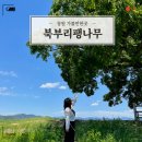 대산직행버스정류장 | 창원가볼만한곳｜이상한 변호사 우영우 촬영지 "북부리팽나무" 방문후기