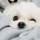 서귀동 339 이미지