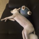 아리자리