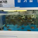 환성물회