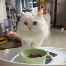 [체험단] 스마트한 고양이 체성분 측정기 INPET 인펫 일주일 사용 후기 -헬스케어기기
