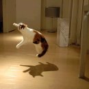 날으는고양이 이미지