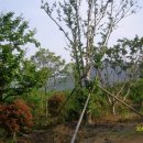 늘푸른농장 이미지