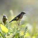 곡릉천의 방울새(oriental greenfinch) 이미지