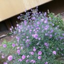 청아아파트 이미지