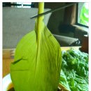 산마늘밥 이미지