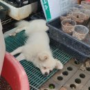 꼬미 - 창원시 마산합포구 | 꼬미