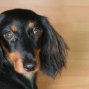 푸른동물종합병원 이미지