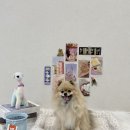 블루버니 | [마이미누] 강아지 방석 추천! 마이미누 블루버니 댕코스터 방석 솔직 후기