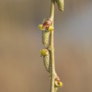 버들강아지 이미지