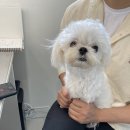 공감댕 네이버블로그