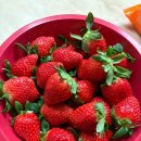 대한농자재 | 씨플랜트티 사용 후기｜유기농 농자재 효과 직접 써보니, 완전 만족!