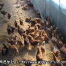 토종닭 이미지