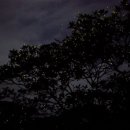반딧불이 가득한 필리핀 보홀 이미지