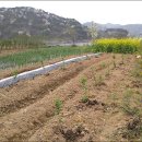 도안농장 이미지