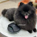 멍 | 동탄 샤인멍 후기 : 털 관리부터 스타일링까지 완벽한 애견미용샵