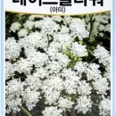 다농플라워