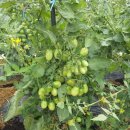 서농초등학교 이미지