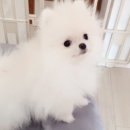 천연향기 이미지