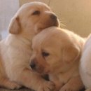 이쁜강아지 이미지