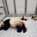 드디어 만났다! 루이, 후이 바오 그리고 아이바오🐼 판다 월드 4번 관람 후기