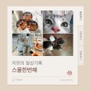 네네치킨용담광장점 | 치쯔의 일상 ㅣ 스물한번째 기록