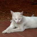 힐링동물병원 이미지