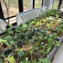 오팔농장2농장 이미지