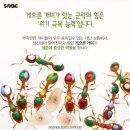 일개미