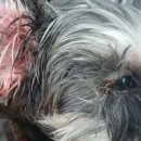 경북대학교 수의과대학 부속동물병원 이미지