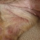 천안모아동물병원 이미지