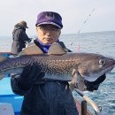 단양뜰민박 Daum카페