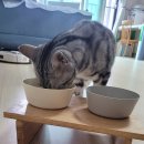 밥이보약이야 이미지