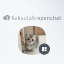 미오미오 고양이분양 이미지