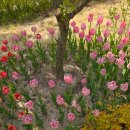 좋은나무숲유치원 - 1603 | 경기도 용인 자작나무숲 함께 힐링하기 좋은 감성 산책 명소 방문 후기