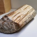 화석(규화목) 이미지