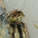 금지면 택촌마을 이미지