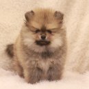 스타일독 이미지